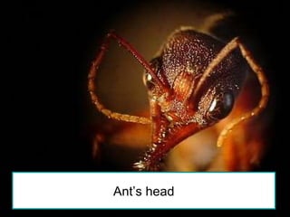 Ant’s head 