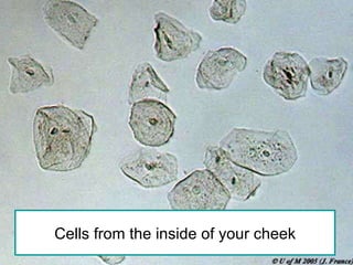 Cells from the inside of your cheek 