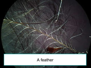 A feather 