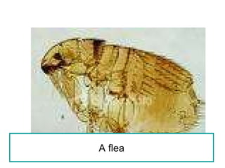 A flea 