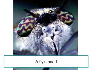 A fly’s head 