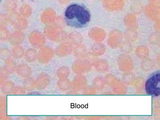 Blood 