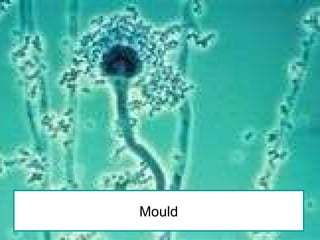 Mould 