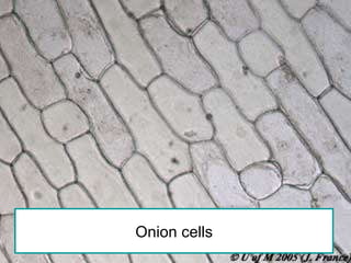 Onion cells 