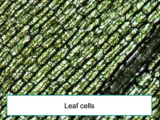 Leaf cells 