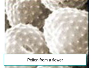 Pollen from a flower 