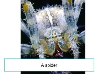 A spider 