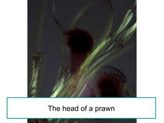 The head of a prawn 