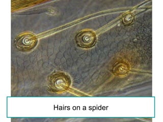 Hairs on a spider 