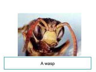 A wasp 