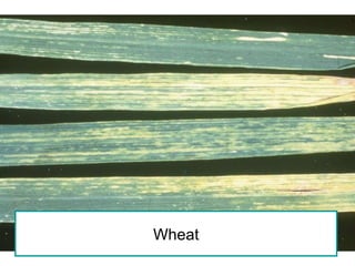 Wheat 