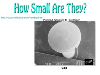Pin head magnified to  33x larger. http:// www.cellsalive.com/howbig.htm 