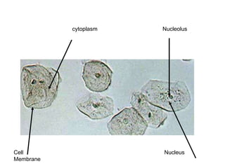 Cell Membrane cytoplasm Nucleus Nucleolus 