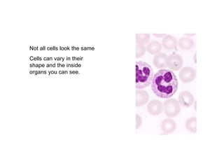 Not all cells look the same Cells can vary in their shape and the inside organs you can see. 