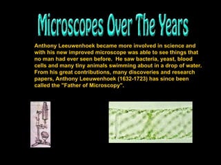 Anthony Leeuwenhoek became more involved in science and with his new improved microscope was able to see things that no man had ever seen before.  He saw bacteria, yeast, blood cells and many tiny animals swimming about in a drop of water.  From his great contributions, many discoveries and research papers, Anthony Leeuwenhoek (1632-1723) has since been called the "Father of Microscopy".   