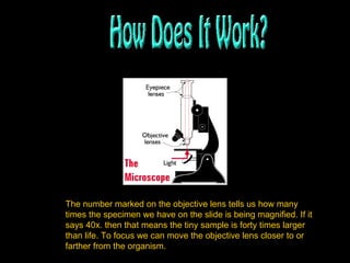 The number marked on the objective lens tells us how many times the specimen we have on the slide is being magnified. If it says 40x. then that means the tiny sample is forty times larger than life. To focus we can move the objective lens closer to or farther from the organism. 