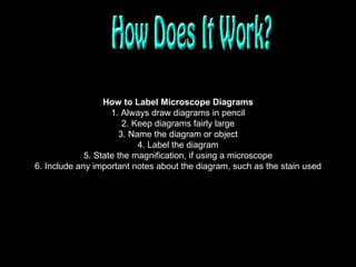 How to Label Microscope Diagrams 1. Always draw diagrams in pencil 2. Keep diagrams fairly large 3. Name the diagram or object 4. Label the diagram 5. State the magnification, if using a microscope 6. Include any important notes about the diagram, such as the stain used 