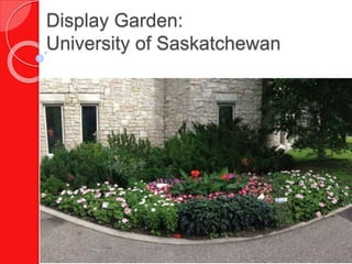 Display Garden:
University of Saskatchewan
 