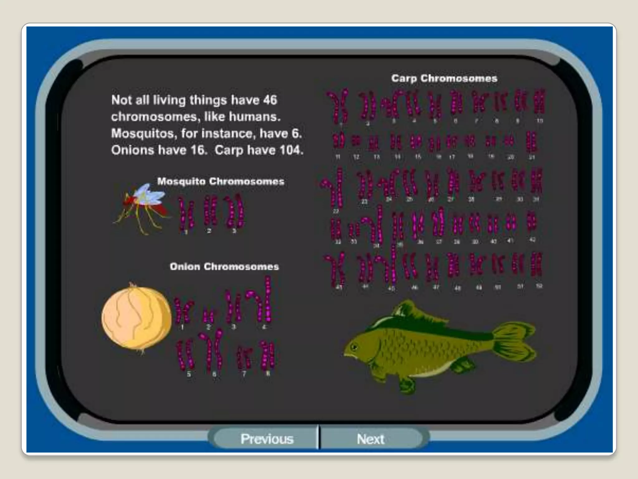 What is a chromosome anyway