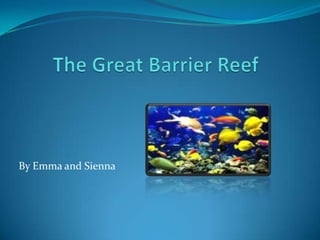 The Great Barrier Reef By Emma and Sienna 