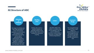 Binding
sites:
Binding sites: lysine or
cysteine residues are
generally present at the
junction sites, which can be
modified for directional
coupling.
Linker:
the linker needs to be
stable in circulation and
can be released in the cell
(such as release by
restriction endonuclease in
lysosome, or release after
antibody degradation).
Cytotoxic
drugs:
the conjugated drugs
need to have a high
degree of
pharmacodynamics, no
immunogenicity, and
can bind to the linker
through modification,
and the mechanism is
clear.
02.Structure of ADC
www.creative-biolabs.com/adc 05
Selection
of
antibody:
the target of antibody was
clear, high expression in
tumor cells and low
expression in normal tissue;
the antibody could
supported drug loading,
and has good
pharmacokinetic
characteristics and less
non-specific binding. In
addition, In addition,
antibodies are stable and
can internalize into cells.
 