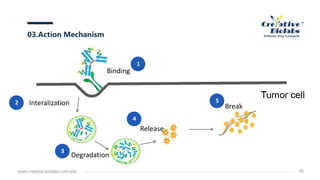 03.Action Mechanism
www.creative-biolabs.com/adc 06
Interalization
Degradation
Break
Release
Binding
1
2
3
4
5
 