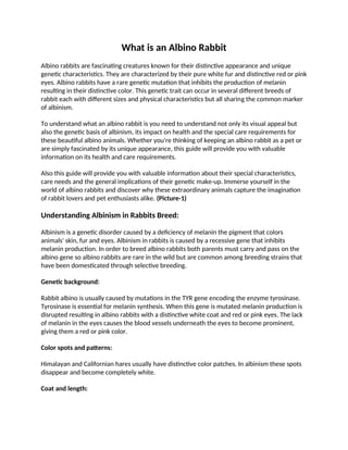 What is an Albino Rabbit: Physical Body of Albino Rabbit Breed | DOCX