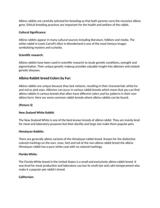 What is an Albino Rabbit: Physical Body of Albino Rabbit Breed | DOCX