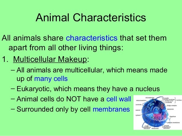What Is An Animal