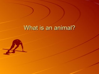 What is an animal? 
