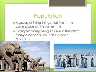 What is an ecosystem