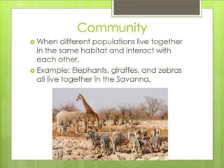 What is an ecosystem