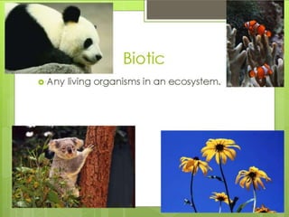 What is an ecosystem