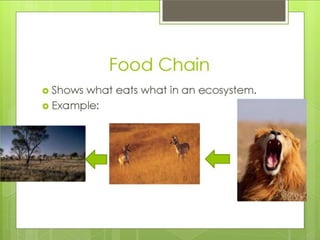 What is an ecosystem