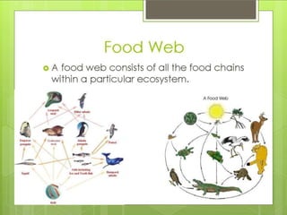 What is an ecosystem