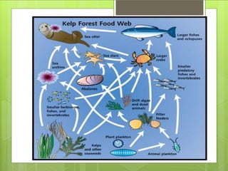 What is an ecosystem