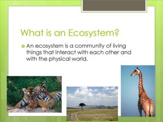 What is an ecosystem