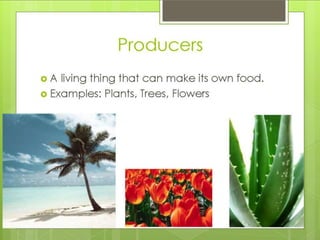 What is an ecosystem