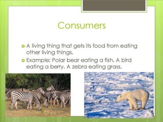 What is an ecosystem