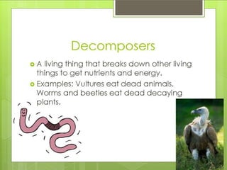 What is an ecosystem