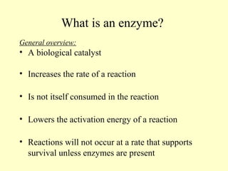What is an enzyme?
General overview:
• A biological catalyst
• Increases the rate of a reaction
• Is not itself consumed in the reaction
• Lowers the activation energy of a reaction
• Reactions will not occur at a rate that supports
survival unless enzymes are present
 