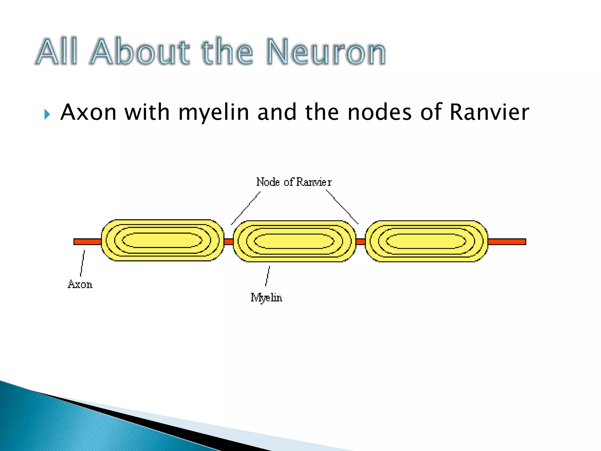 All About the NeuronAxon with myelin and the nodes of Ranvier