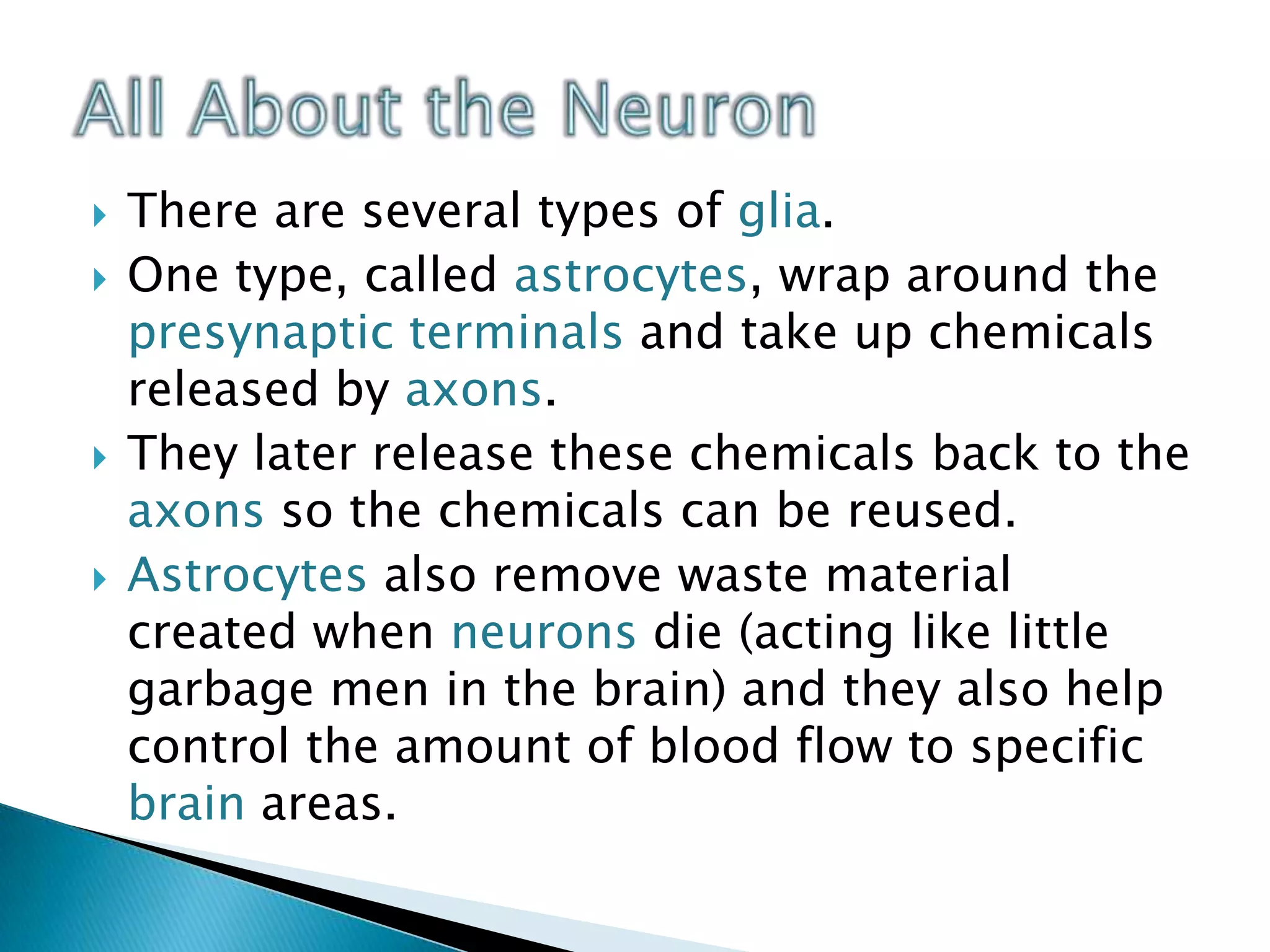 There are several types of glia. One type, called astrocytes, wrap around the presynaptic terminals and take up chemicals released by axons. They later release these chemicals back to the axons so the chemicals can be reused. Astrocytesalso remove waste material created when neurons die (acting like little garbage men in the brain) and they also help control the amount of blood flow to specific brain areas.All About the Neuron