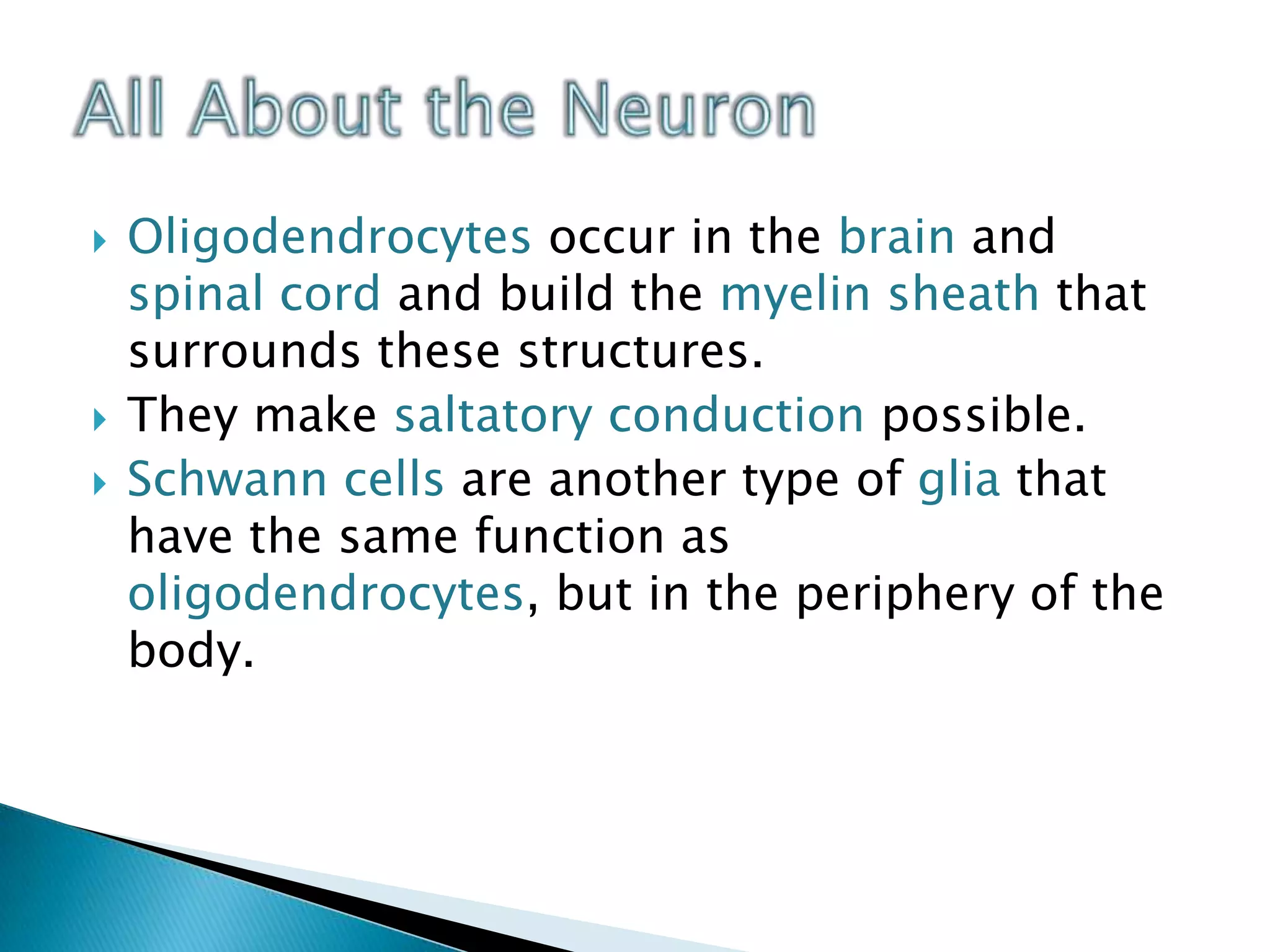 Oligodendrocytes occur in the brain and spinal cord and build the myelin sheath that surrounds these structures. They make saltatory conduction possible. Schwann cells are another type of glia that have the same function as oligodendrocytes, but in the periphery of the body.All About the Neuron
