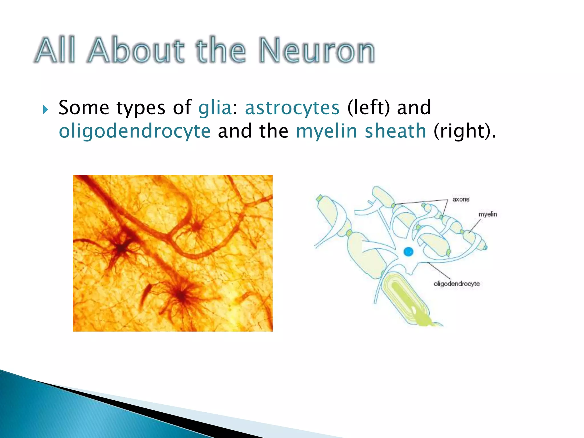 All About the NeuronSome types of glia: astrocytes (left) and oligodendrocyteand the myelin sheath (right).