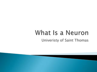 What Is a Neuron Univeristy of Saint Thomas 