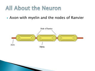 All About the NeuronAxon with myelin and the nodes of Ranvier