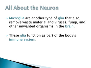 Microglia are another type of glia that also remove waste material and viruses, fungi, and other unwanted organisms in the brain. These glia function as part of the body’s immune system.All About the Neuron