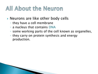 Neurons are like other body cellsthey have a cell membranea nucleus that contains DNAsome working parts of the cell known as organelles, they carry on protein synthesis and energy production.All About the Neuron