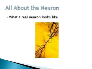 All About the NeuronWhat a real neuron looks like